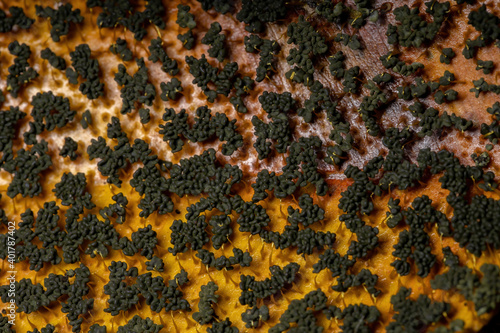 Sporangia of the Many Headed Slime scattered on dry leaves on the ground photo