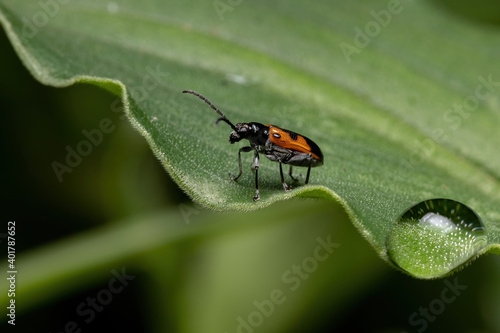 Adult Shining Leaf Beetle photo