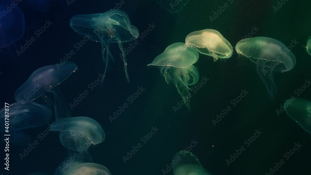 a group of jellyfish glows in the dark underwater a group of jellyfish glows in the dark underwater