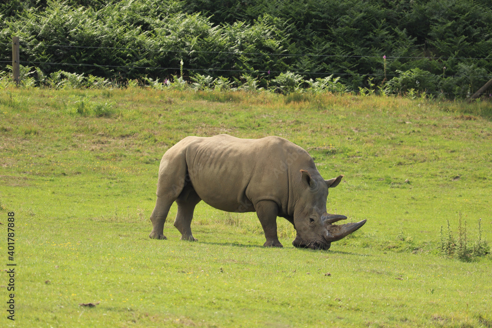 Fototapeta premium Rhino grazing under the english sun