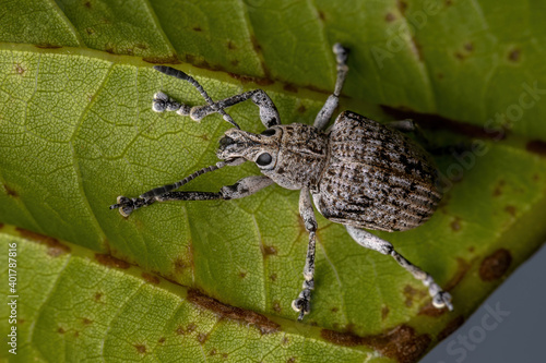 Broad-nosed Weevil on a green leaf photo