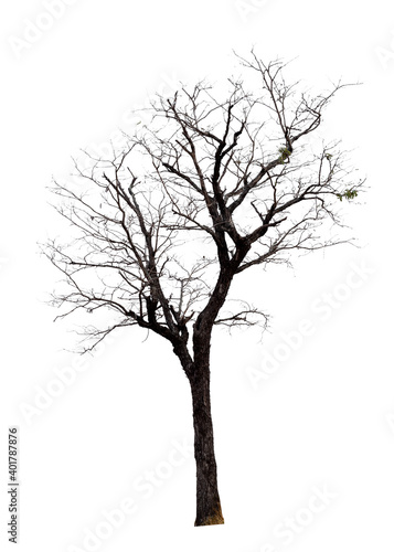 Dry of dead tree with clipping path isolated on white background