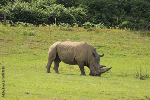 Rhino grazing under the english sun