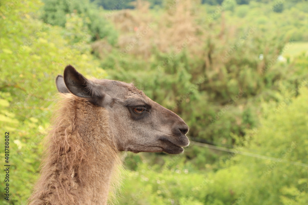 Fototapeta premium llama in the zoo