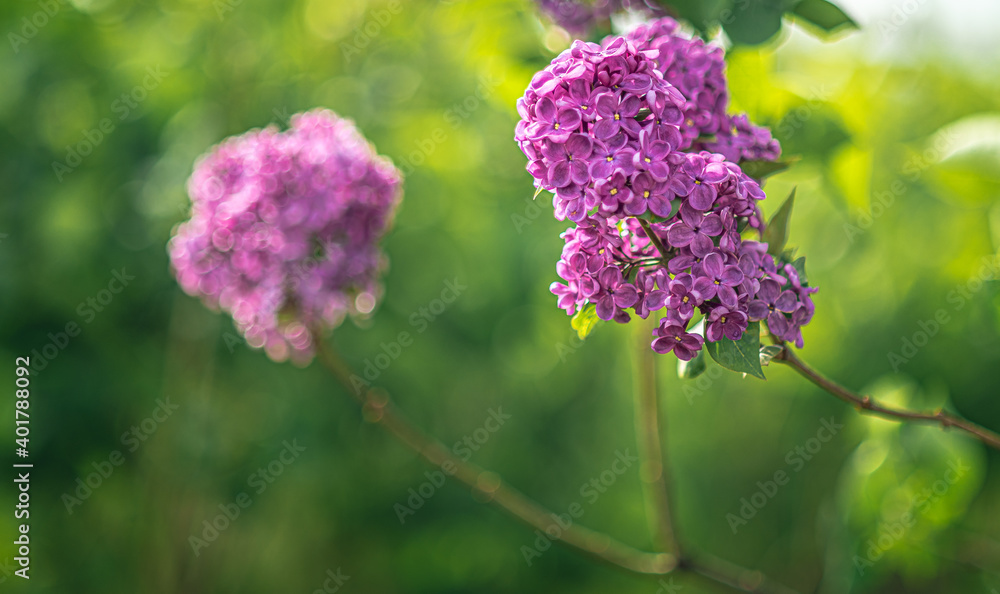 Obraz premium Lilac