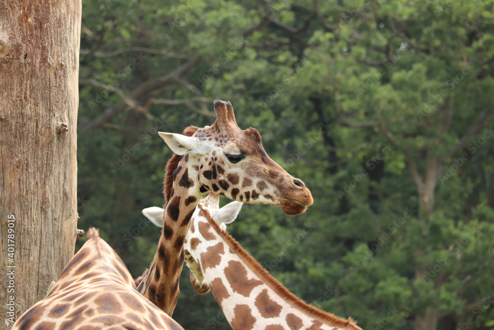 Obraz premium Giraffes feeding at a safari park in the UK