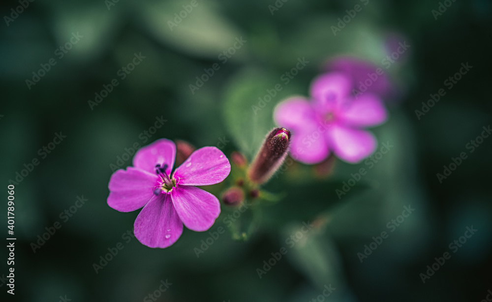 Fototapeta premium Garden flower