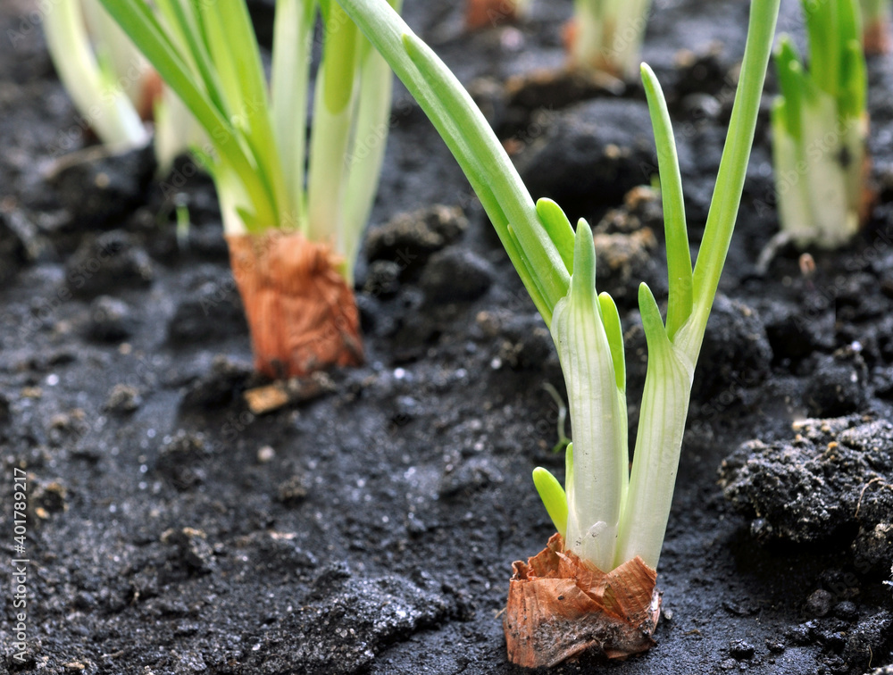 Obraz premium close-up of growing green onion in the vegetable garden