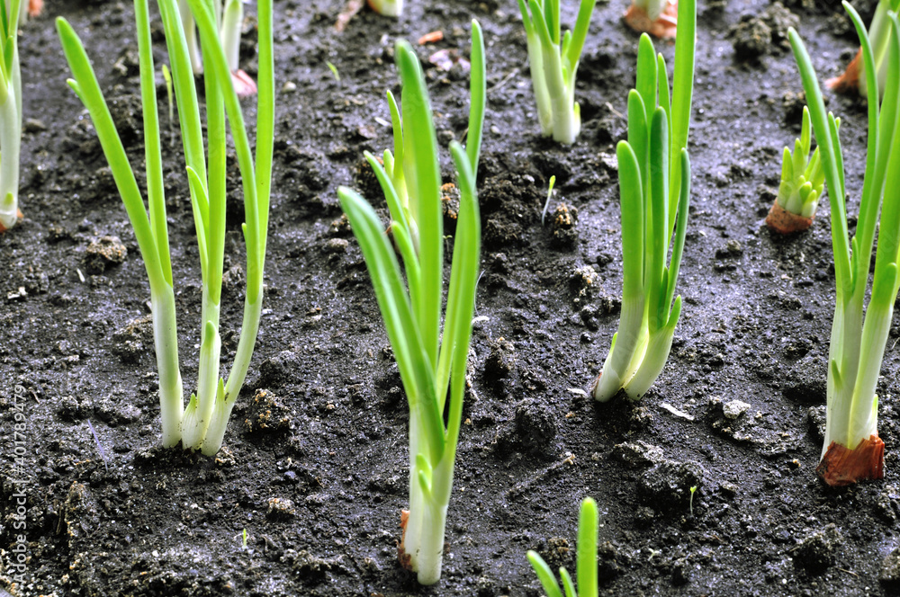 close-up of growing green onion in the vegetable garden close-up of growing green onion in the vegetable garden