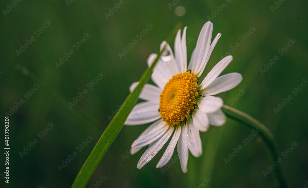 Obraz premium Wild flowers