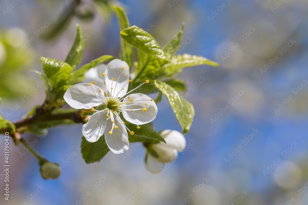 Flower of cherry wood.
