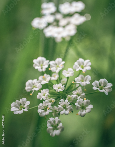 Wild flowers