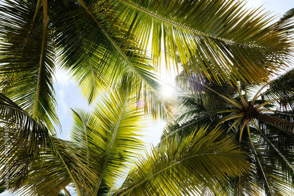 Tropical palm leaves viewed from below Tropical palm leaves viewed from below