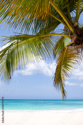 Panoramic of Caribbean beach with palm tree