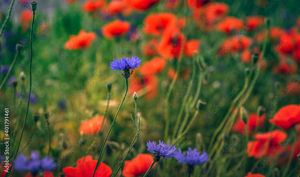 Naklejka premium Poppy