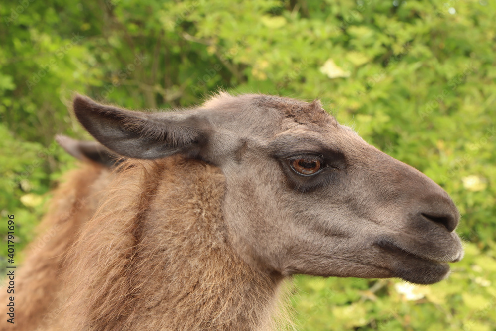 An angry alpaca glaring in the distance looking as if he's preparing to spit An angry alpaca glaring in the distance looking as if he's preparing to spit
