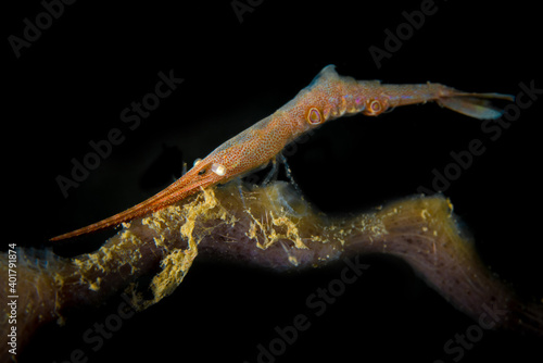 Pink Sawblade shrimp - Tozeuma shrimp