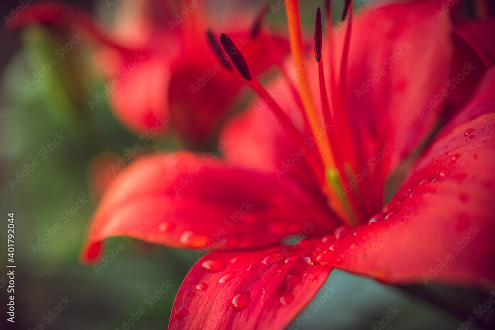 Lily Lily