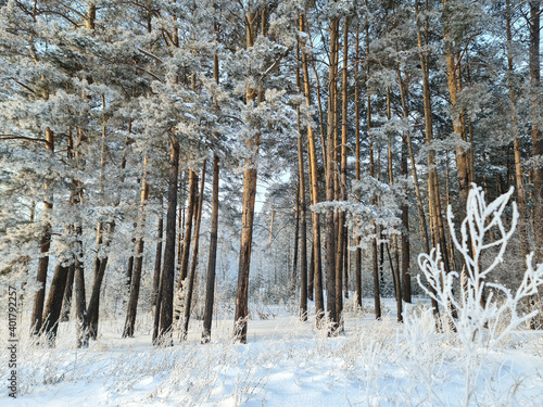 Winter beautiful forest landscape. Pine trees covered with frost.