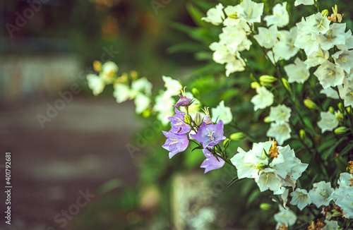 Garden flower © ghostdom