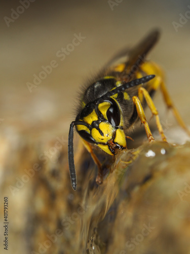 Deutsche Wespe, Vespula germanica bei der Nahrungsaufnahme © Rudolf