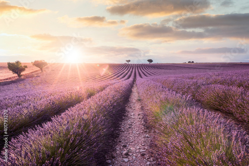 Scent of Purple, lavender field at sunset. Provence, Valensole, France