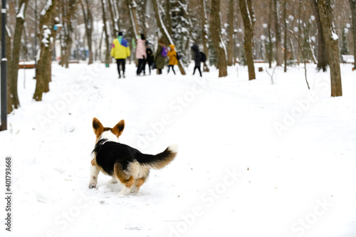 Welsh corgi pembroke puppy, tricolor, walks in a winter snow-covered park.Lost, behind the owner, without a leash, looking for an owner, looking at passersby