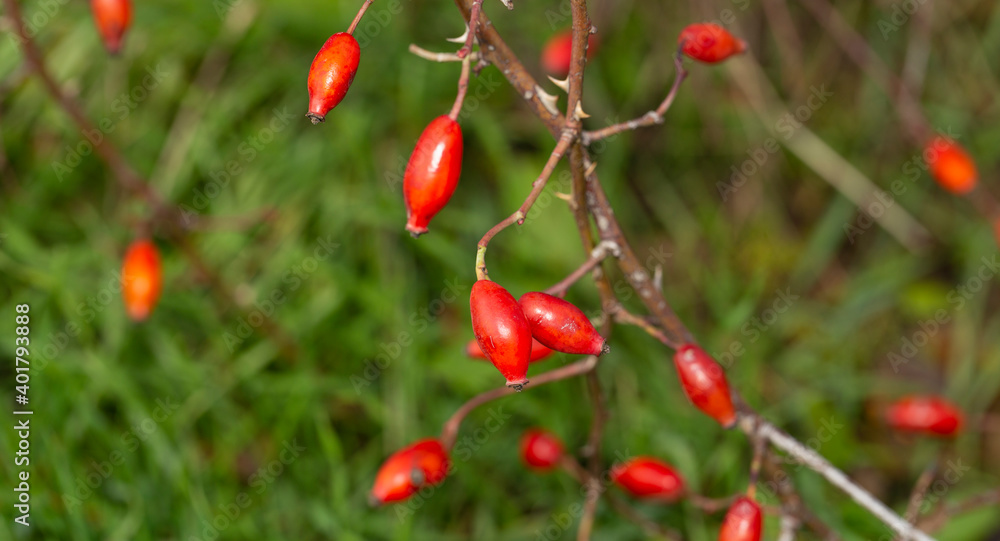 Red fruit of wild rose. The dog roses, the Canina section of the genus Rosa. Subtle swirly bokeh in the background.