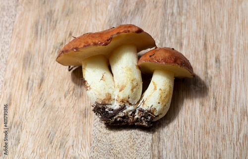 Suillus is a genus fungi in the family Suillaceae and order Boletales. Conjoined twins in mushrooms. Three fungi on a chopping Board. photo