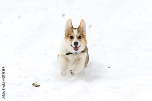 Welsh corgi pembroke puppy, tricolor, walks in a winter snow-covered park. Runs. © elena