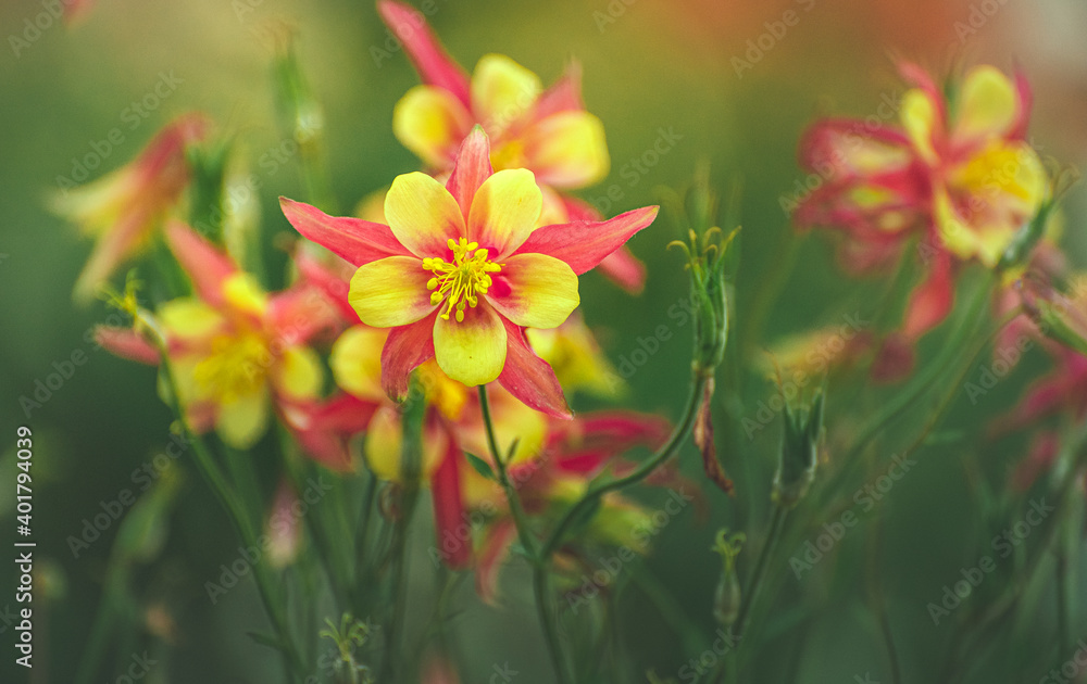 Obraz premium Garden flower