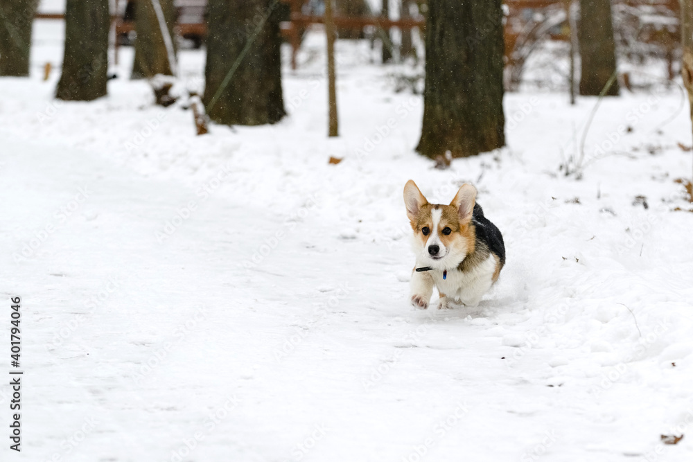 Welsh corgi pembroke puppy, tricolor, walks in a winter snow-covered park. Runs.