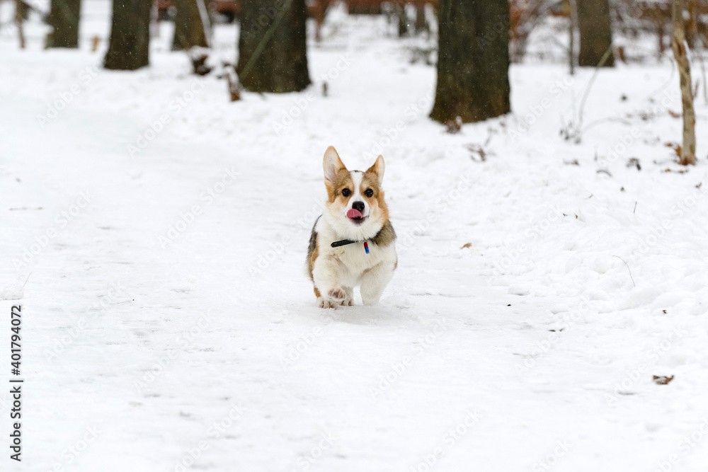 Welsh corgi pembroke puppy, tricolor, walks in a winter snow-covered park. Runs.