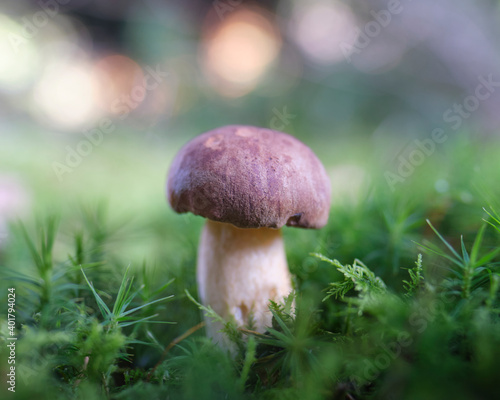 chestnut boletus with bokeh