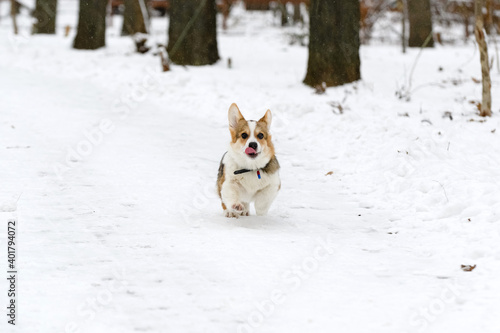 Welsh corgi pembroke puppy, tricolor, walks in a winter snow-covered park. Runs. © elena