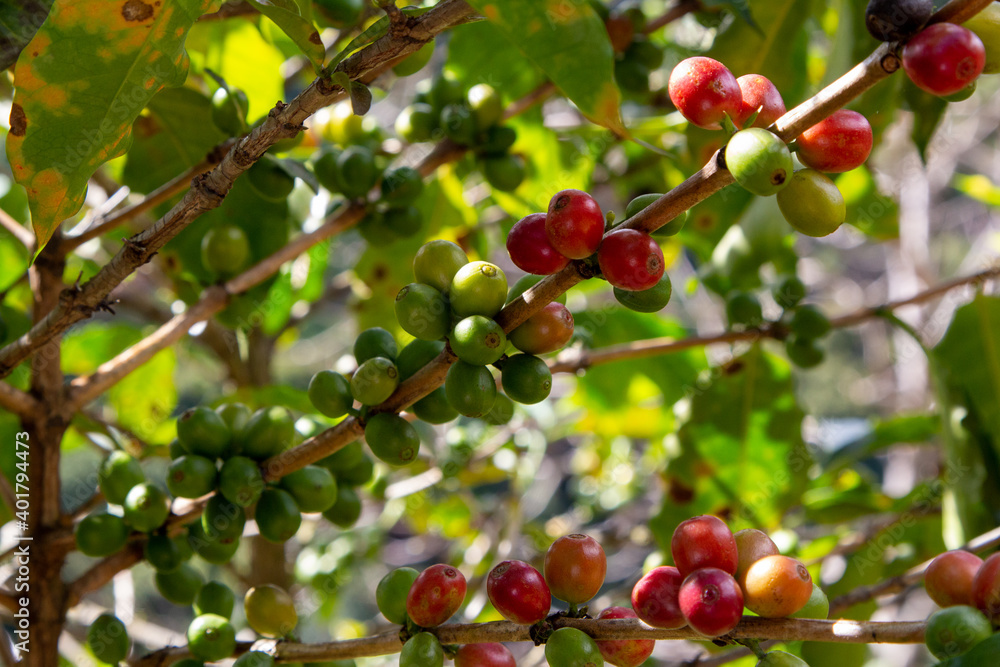 Coffee Crops in Costa Rica