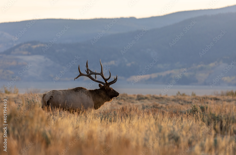 Bull Elk in the Fall Rut in Wyoming at Sunrise Bull Elk in the Fall Rut in Wyoming at Sunrise