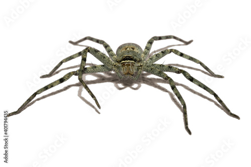 Close up wolf spider is insect animal on white background