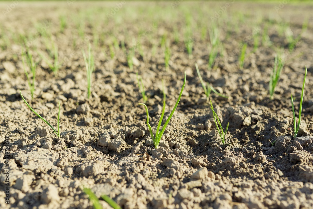 Agricultural field, young green onions growing in the ground Agricultural field, young green onions growing in the ground