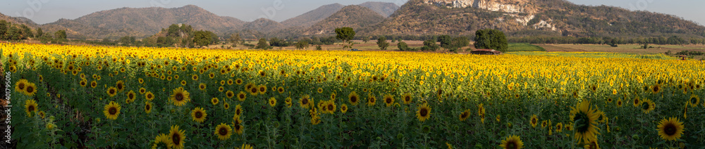 Panoramic landscape of sunflowers blooming in khao jeen lae  sunflower feild, farming on mountain range background, Plantation of crop organic farm and countryside traveling. in LOPBURI, Thailand