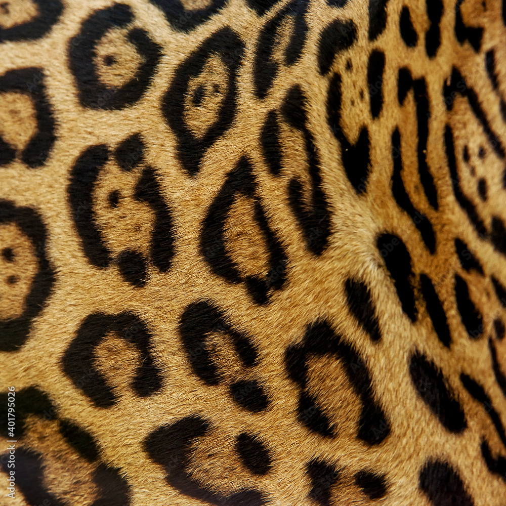 Jaguar Skin Texture and Pattern Jaguar Skin Texture and Pattern