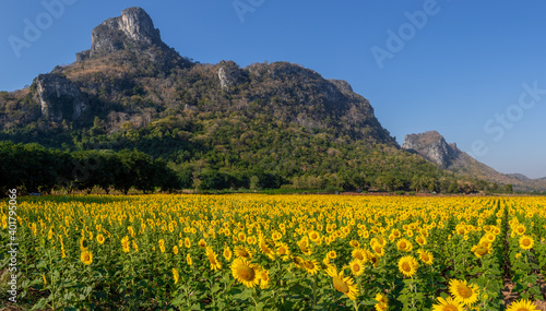 Panoramic landscape of sunflowers blooming in khao jeen lae sunflower feild, farming on mountain range background, Plantation of crop organic farm and countryside traveling. in LOPBURI, Thailand