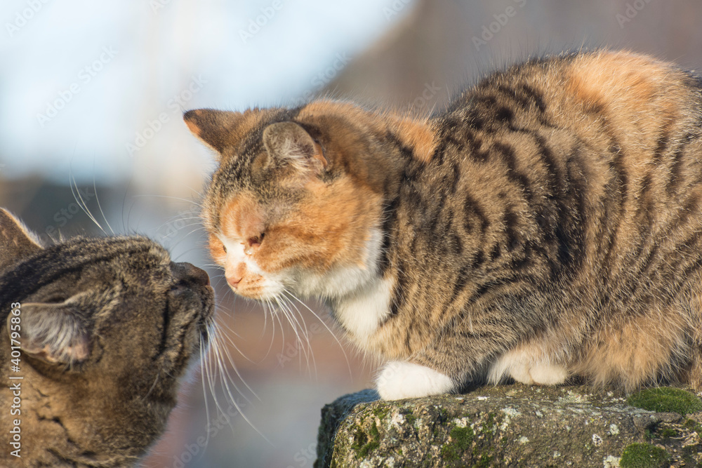 © imartsenyuk - A cat and a cat during the mating season. Stray cats on the street.