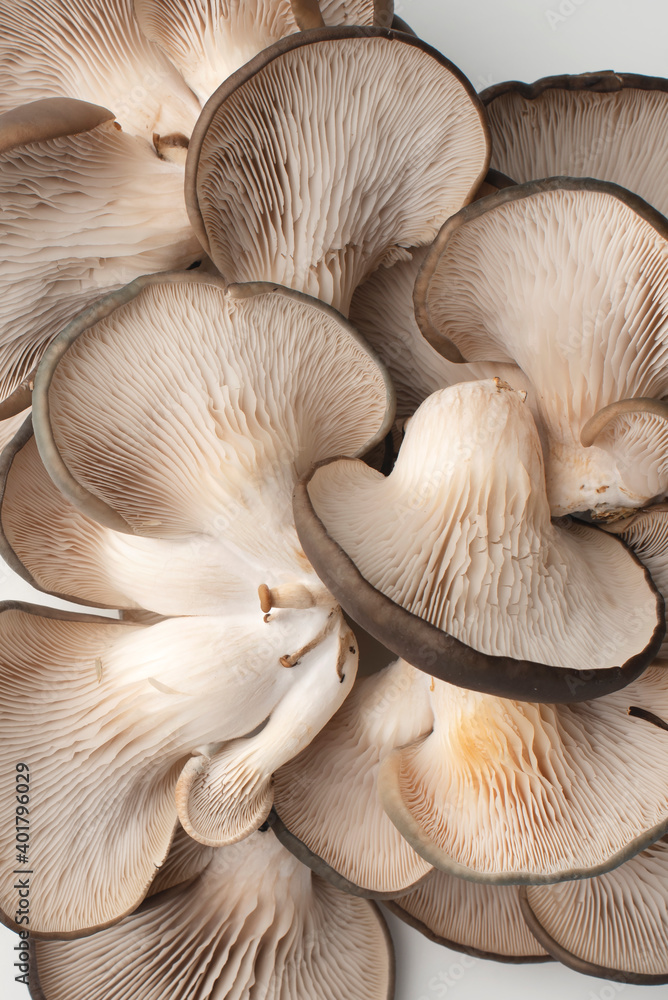 Oyster mushrooms on a white background. Mushroom texture. Close up. Copy space Oyster mushrooms on a white background. Mushroom texture. Close up. Copy space
