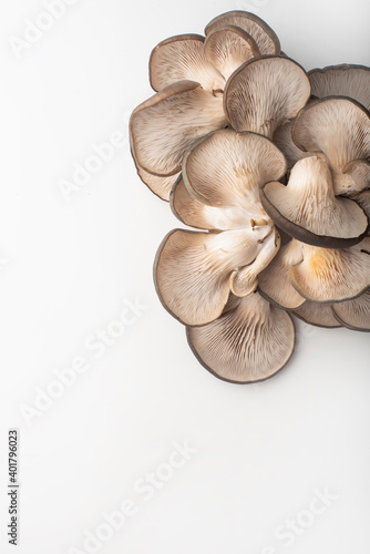 Oyster mushrooms on a white background. Mushroom texture. Copy space