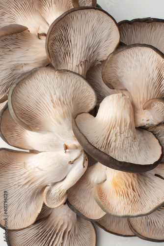 Oyster mushrooms on a white background. Mushroom texture. Close up. Copy space
