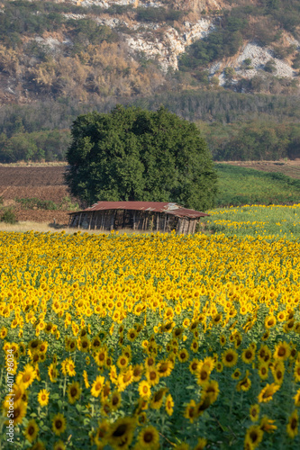 sunflowers blooming in khao jeen lae sunflower feild, farming on mountain range background, Plantation of crop organic farm and countryside traveling. in LOPBURI, Thailand