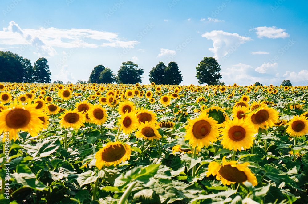 Obraz premium sunflowers in the field