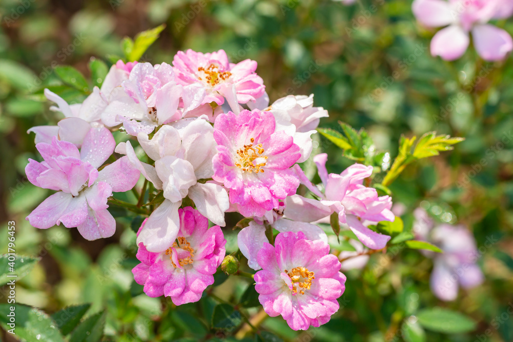 Roses pink and white, small petal. Roses pink and white, small petal.
