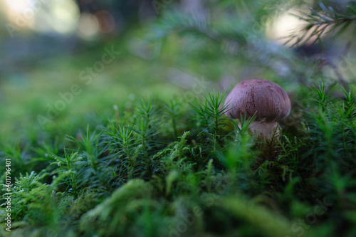  chestnut boletus in moss
